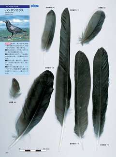 第2回 よく拾う羽を環境別に紹介！【都市公園・山や森林公園編