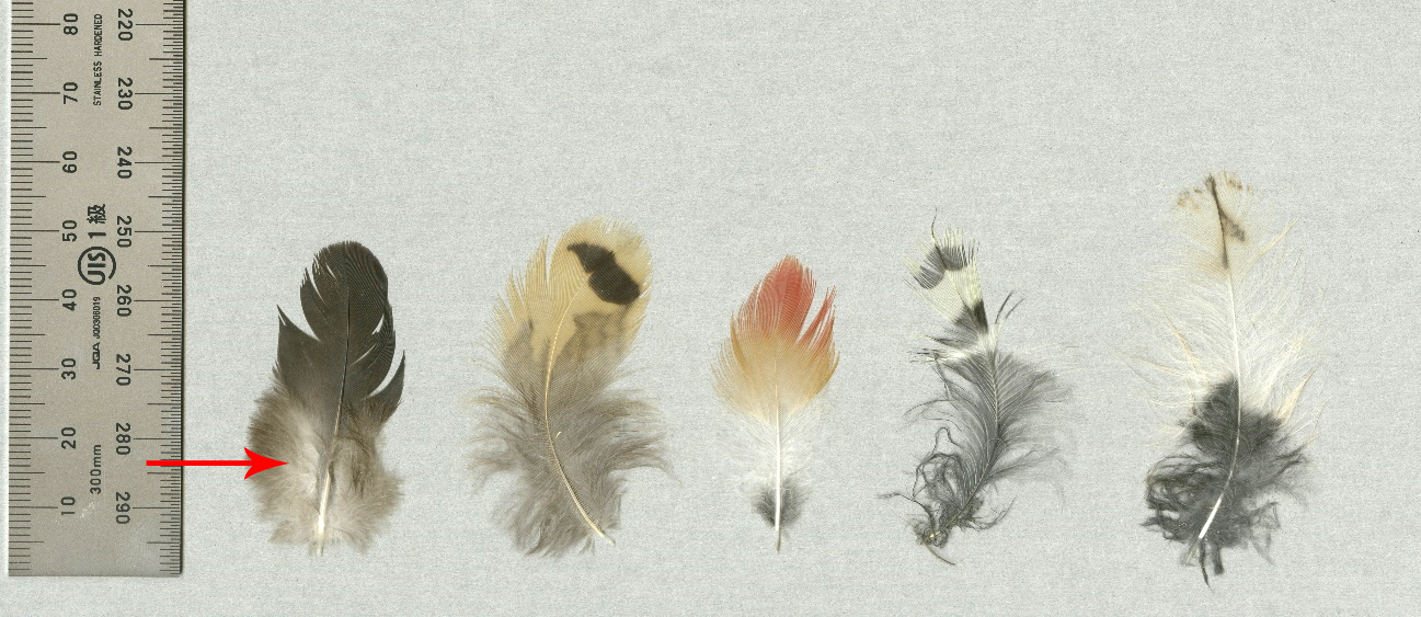 第2回 よく拾う羽を環境別に紹介！【都市公園・山や森林公園編