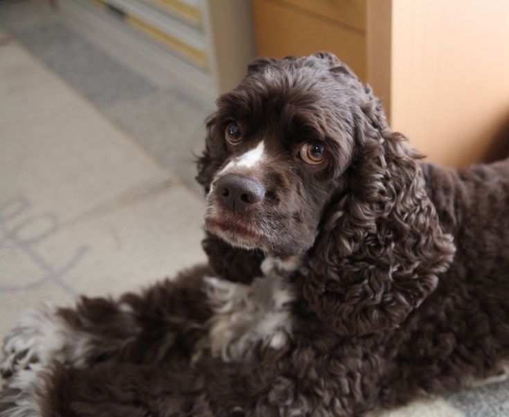 アメリカン・コッカースパニエル／ブラウンパーティーカラー