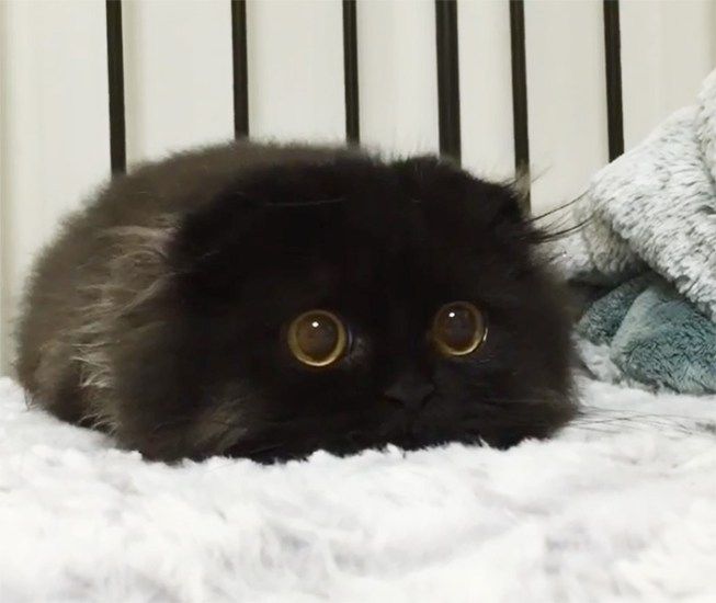 まんまるお目目が特徴の黒猫Gimoくんは最強かわいい