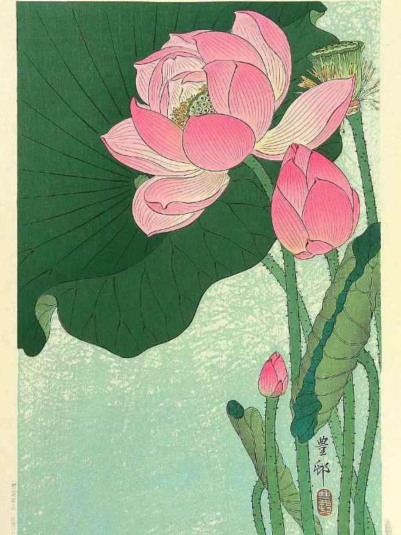 小原古邨の蓮の花の塗り絵の下絵、画像