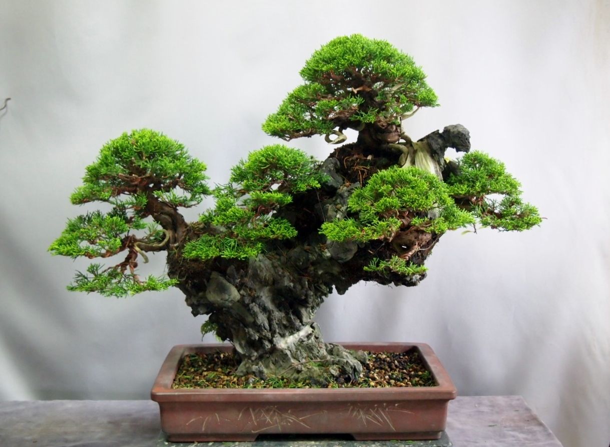 岩石の鉢 山渓鉢 岩石の鉢 山渓鉢 【公式通販】