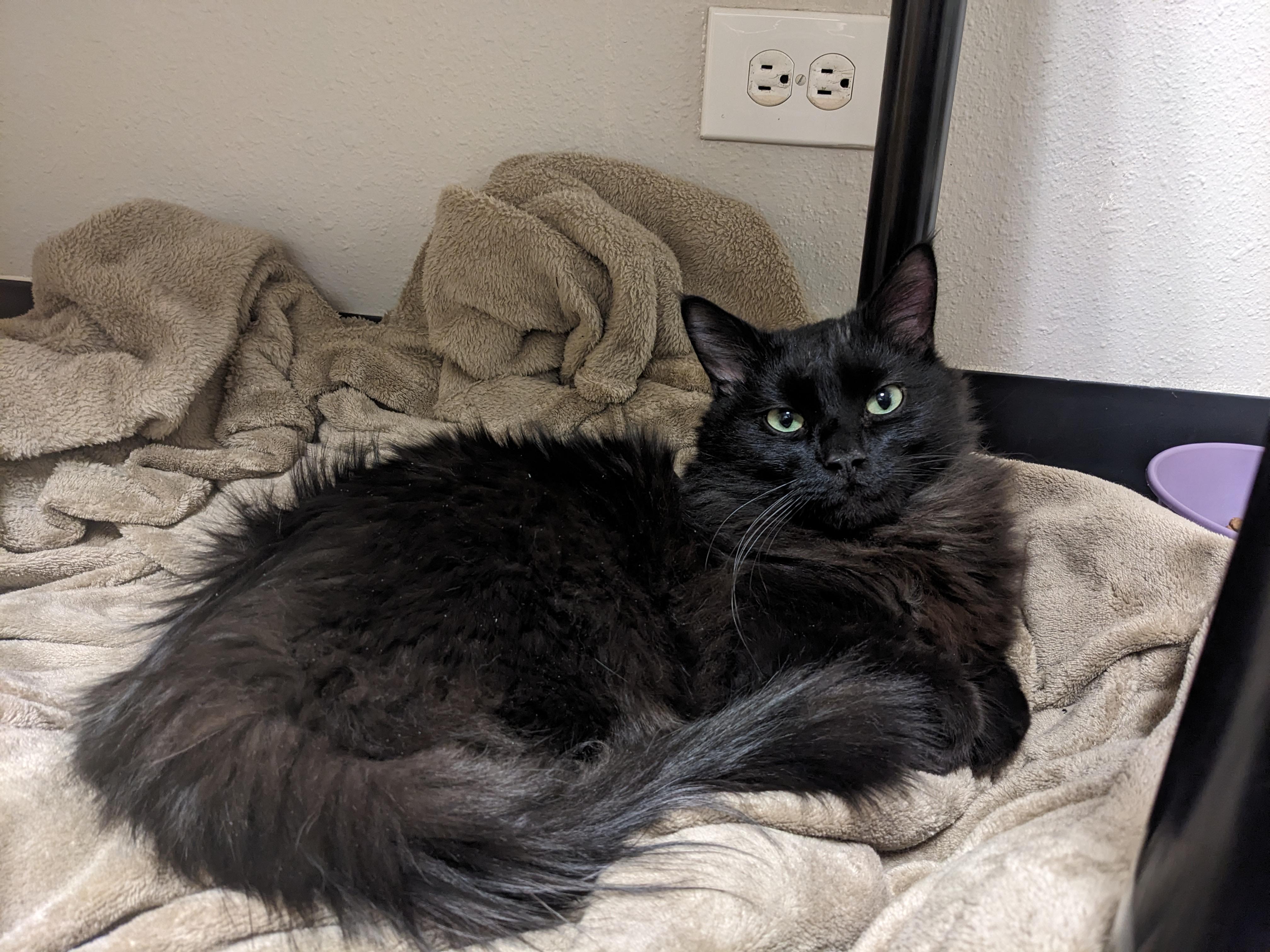 見つけました：長毛の黒猫 : r/Denver