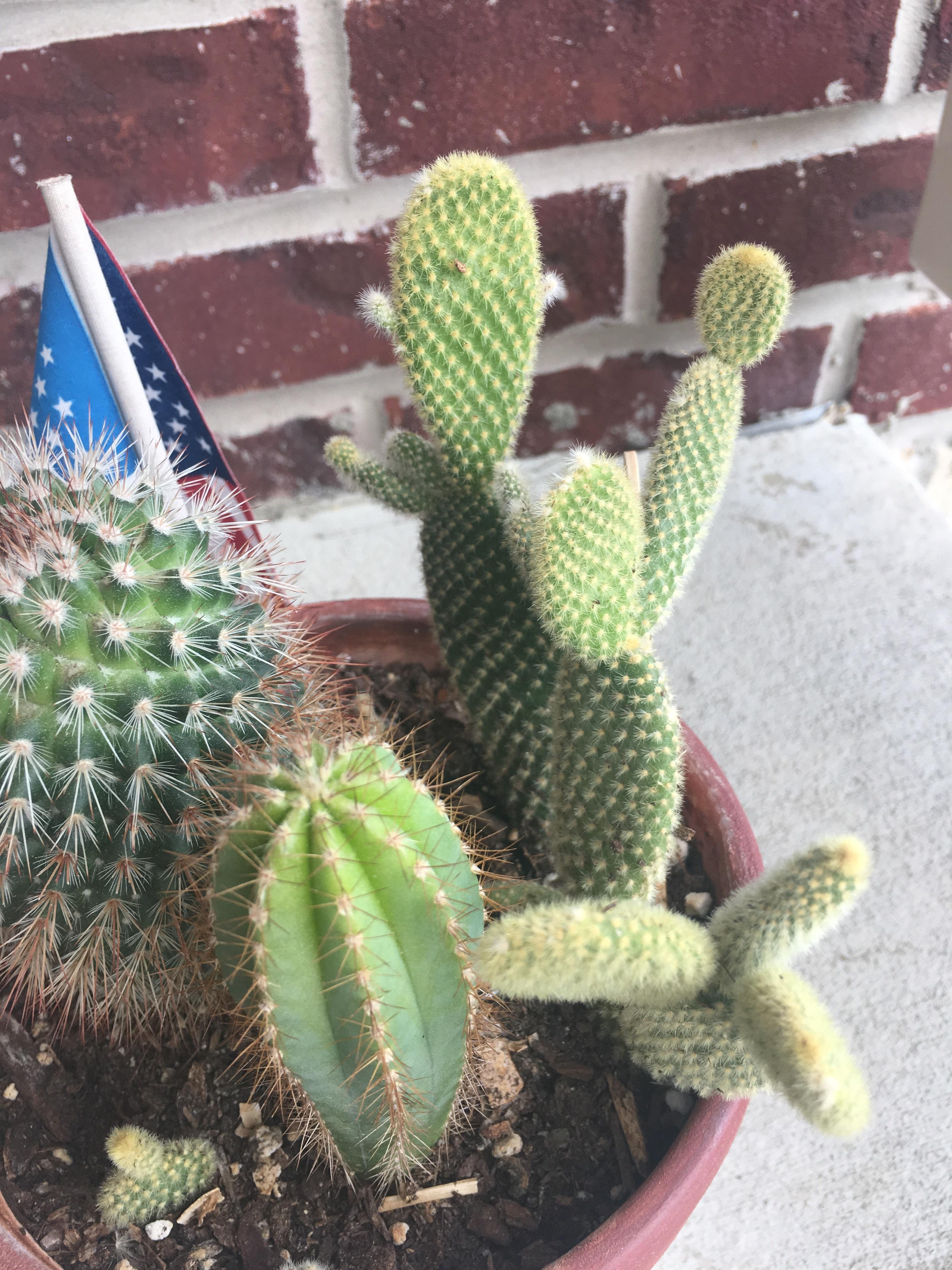 サボテンが日焼けしちゃったんだけど、回復してる？それとも枯れかけ