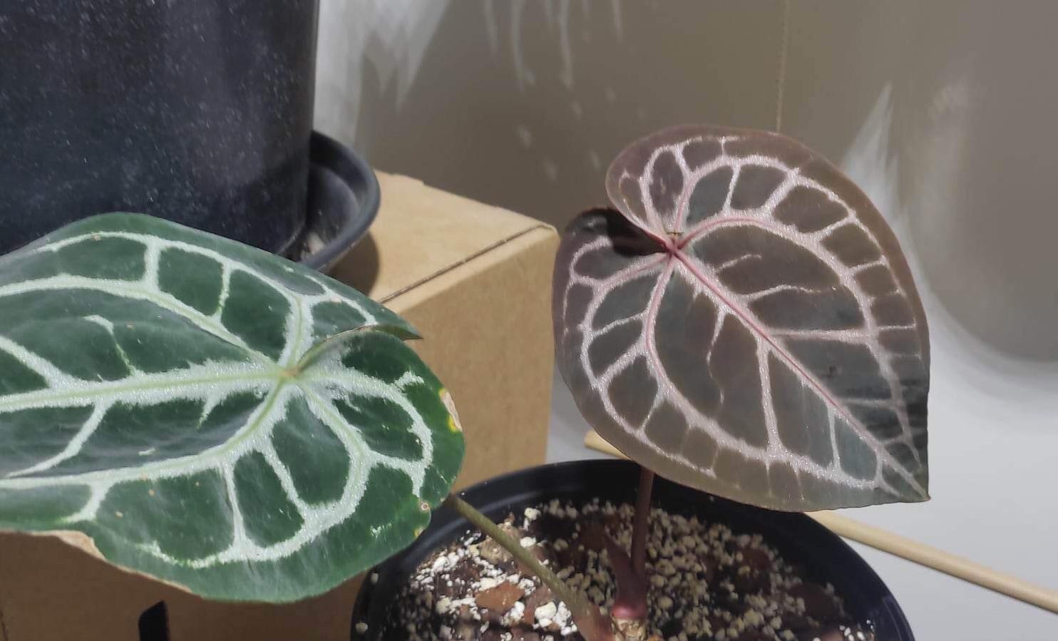 これ、アンスリウムの'Michelle' x 'Michelle'なんだ。誰か、普通の