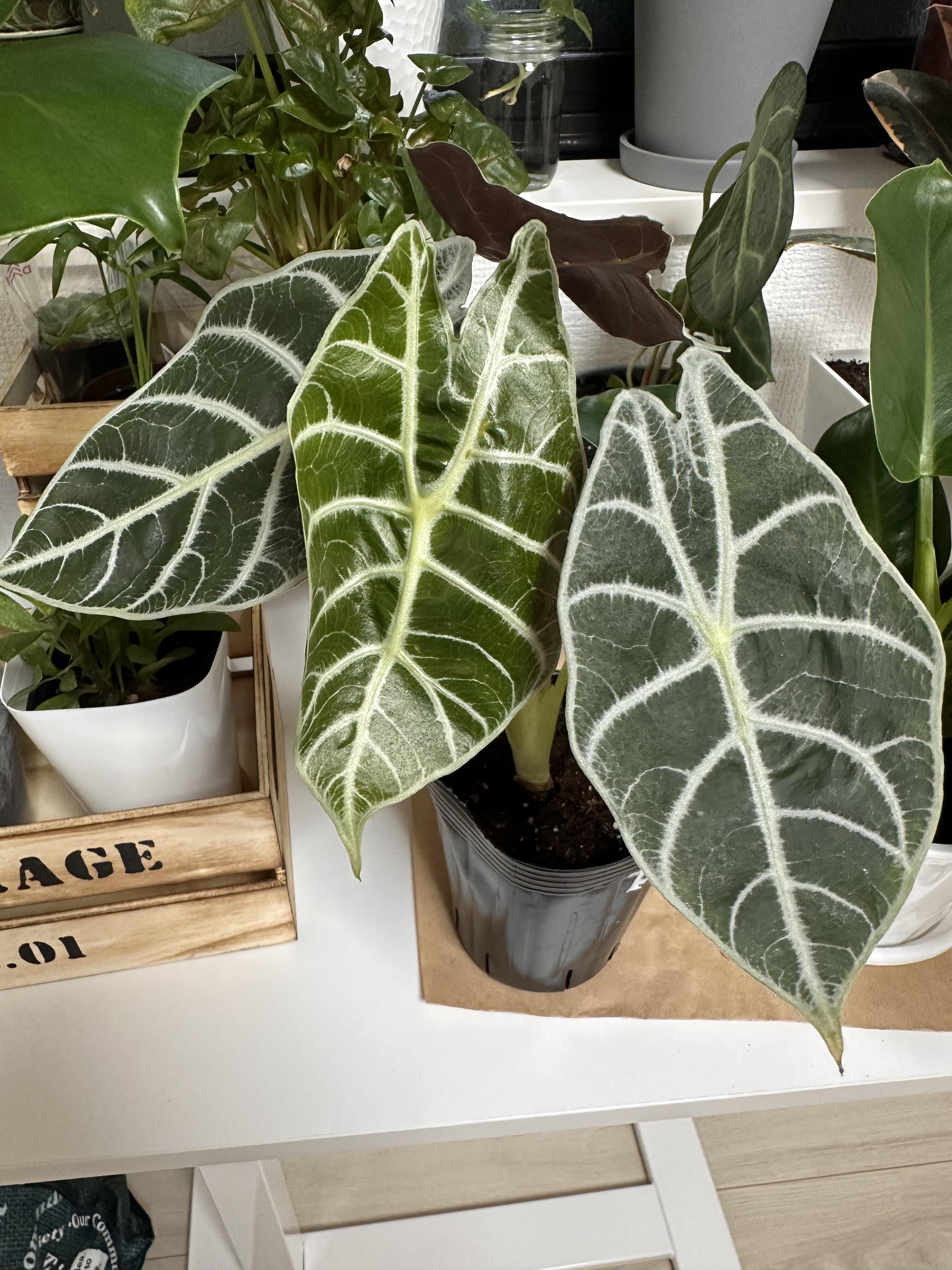 ここにアロカシア・ワトソニアナ「ライトニング」を持っている人いま