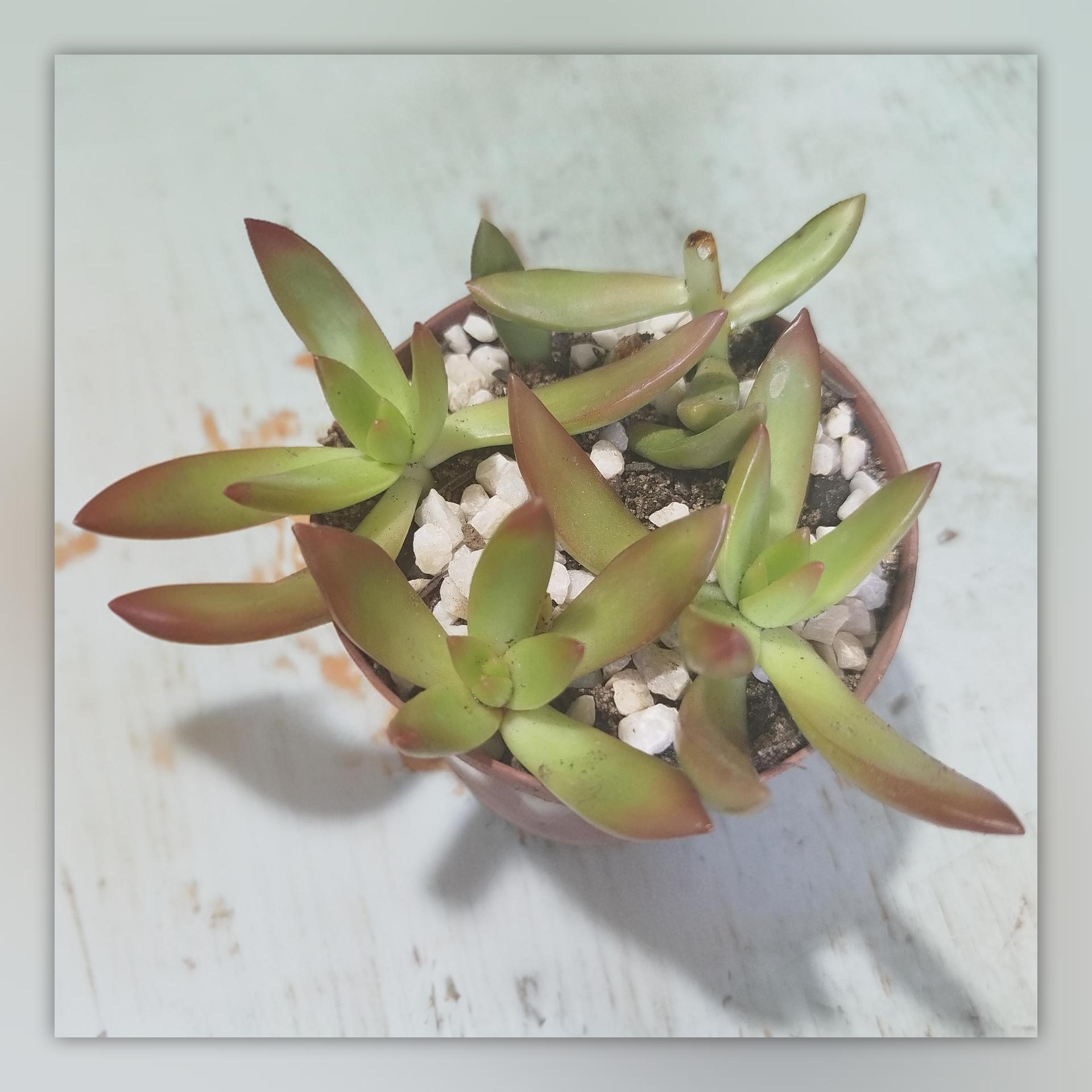多肉植物の茎が長くなりすぎたらどうすればいい？ : r/succulents