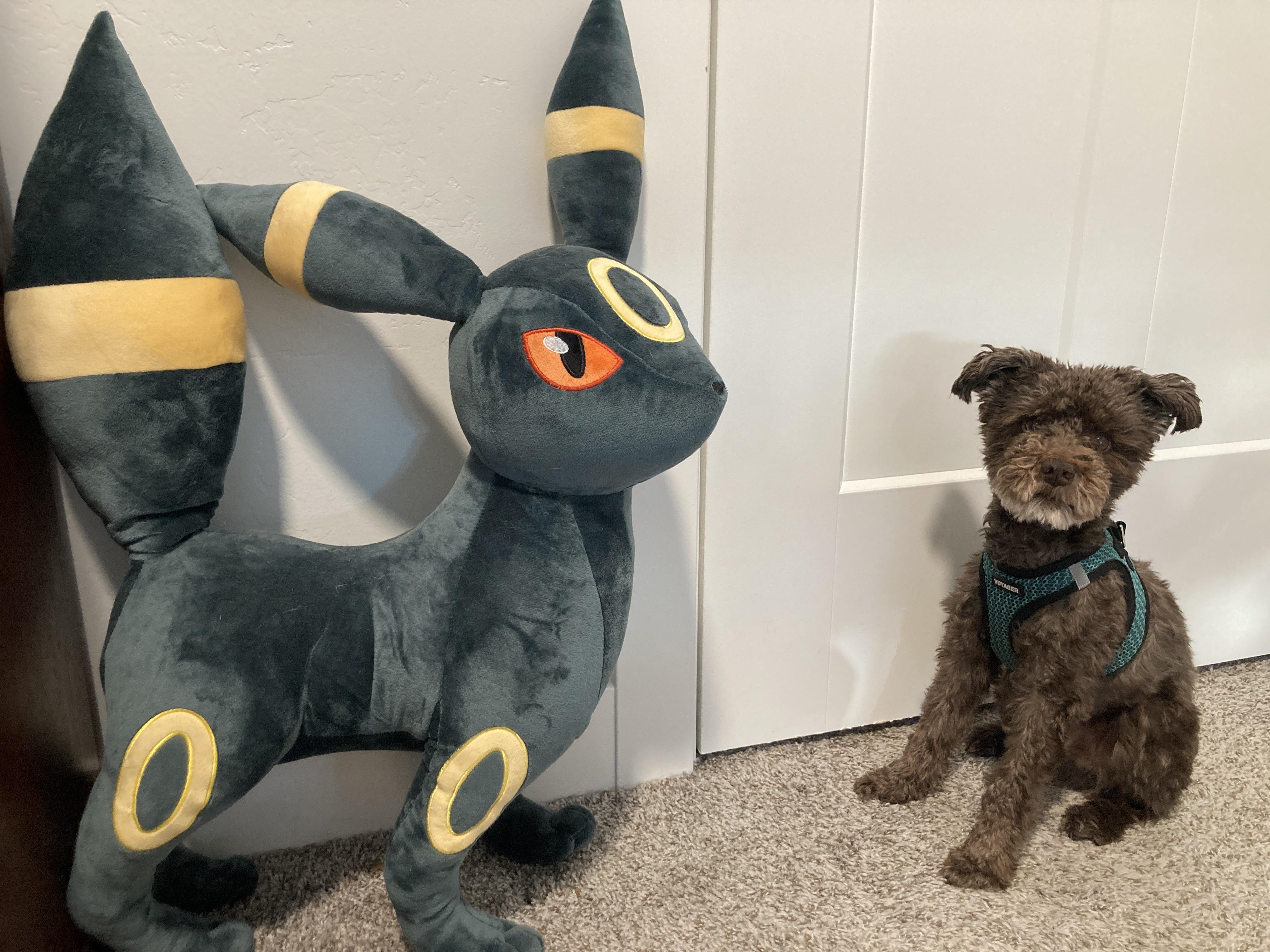 このサブレ見つけられて嬉しい！この巨大なブラッキーのぬいぐるみは私