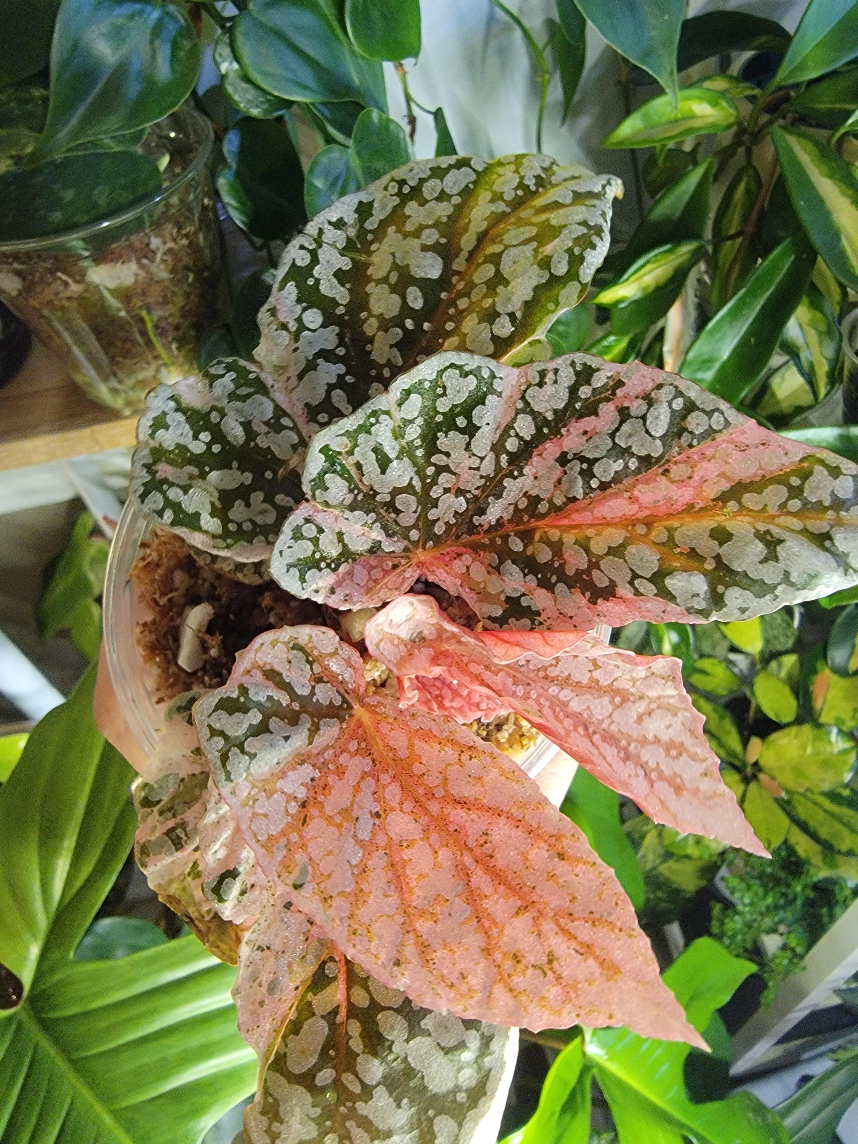So thankful to have this in my collection -- variegated snow