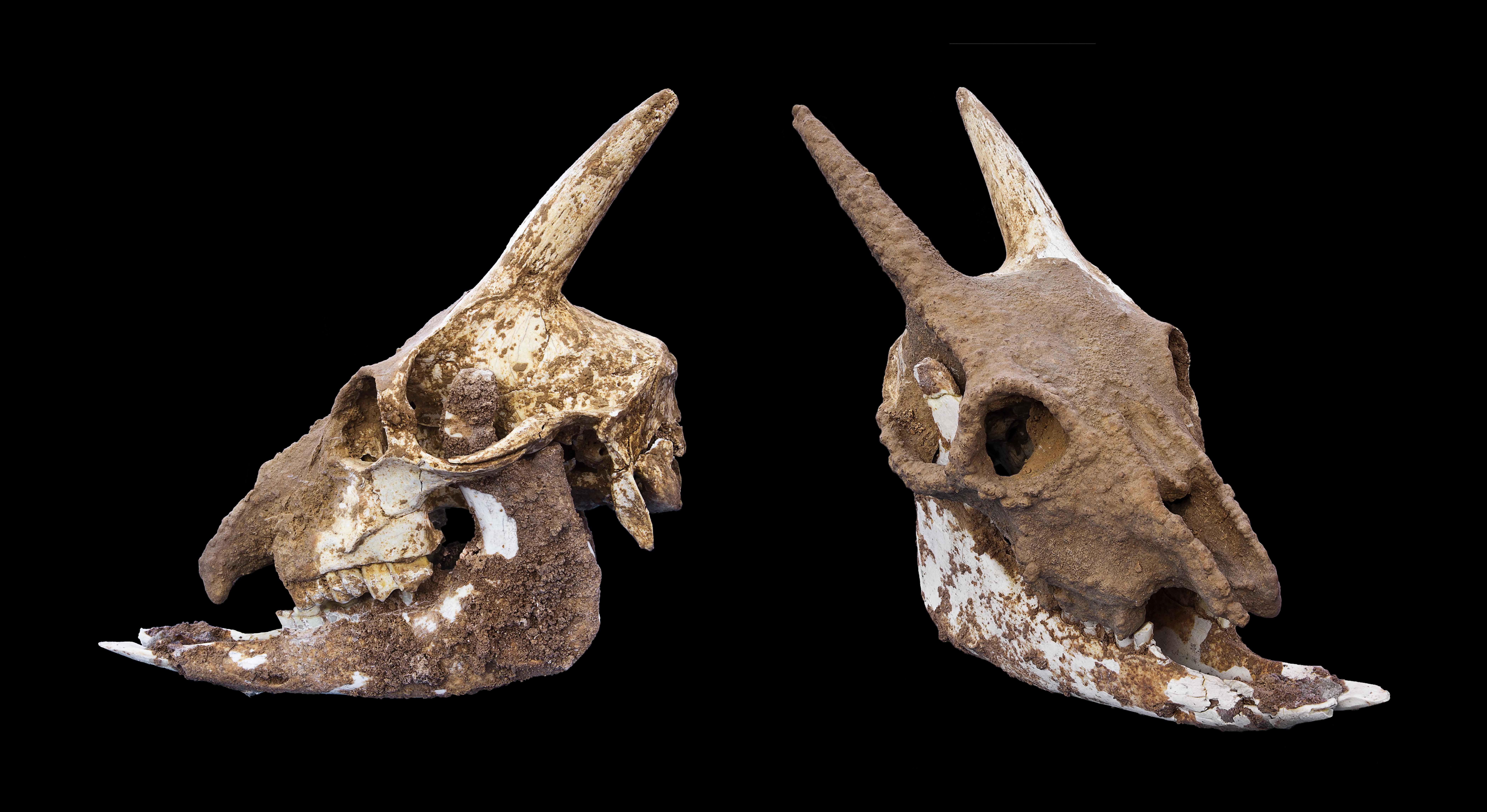 バレアレス諸島洞窟ヤギ (Myotragus balearicus) の頭蓋骨 : r/pleistocene