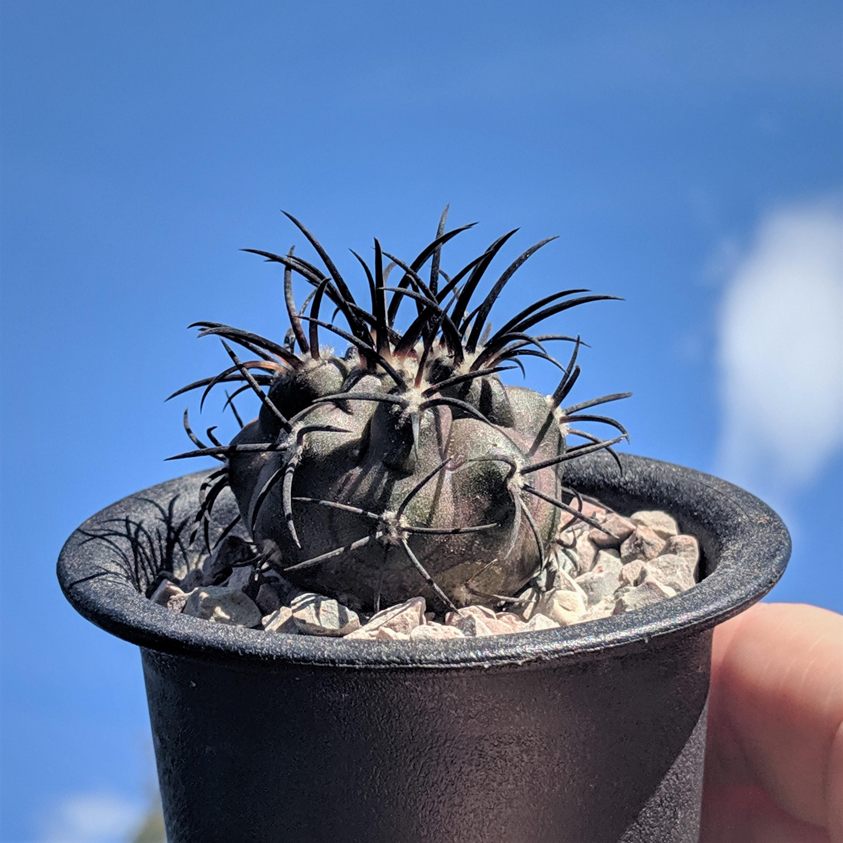 自家製の種から育てたコピアポア・グリセオビオラセアの、とんでもなく