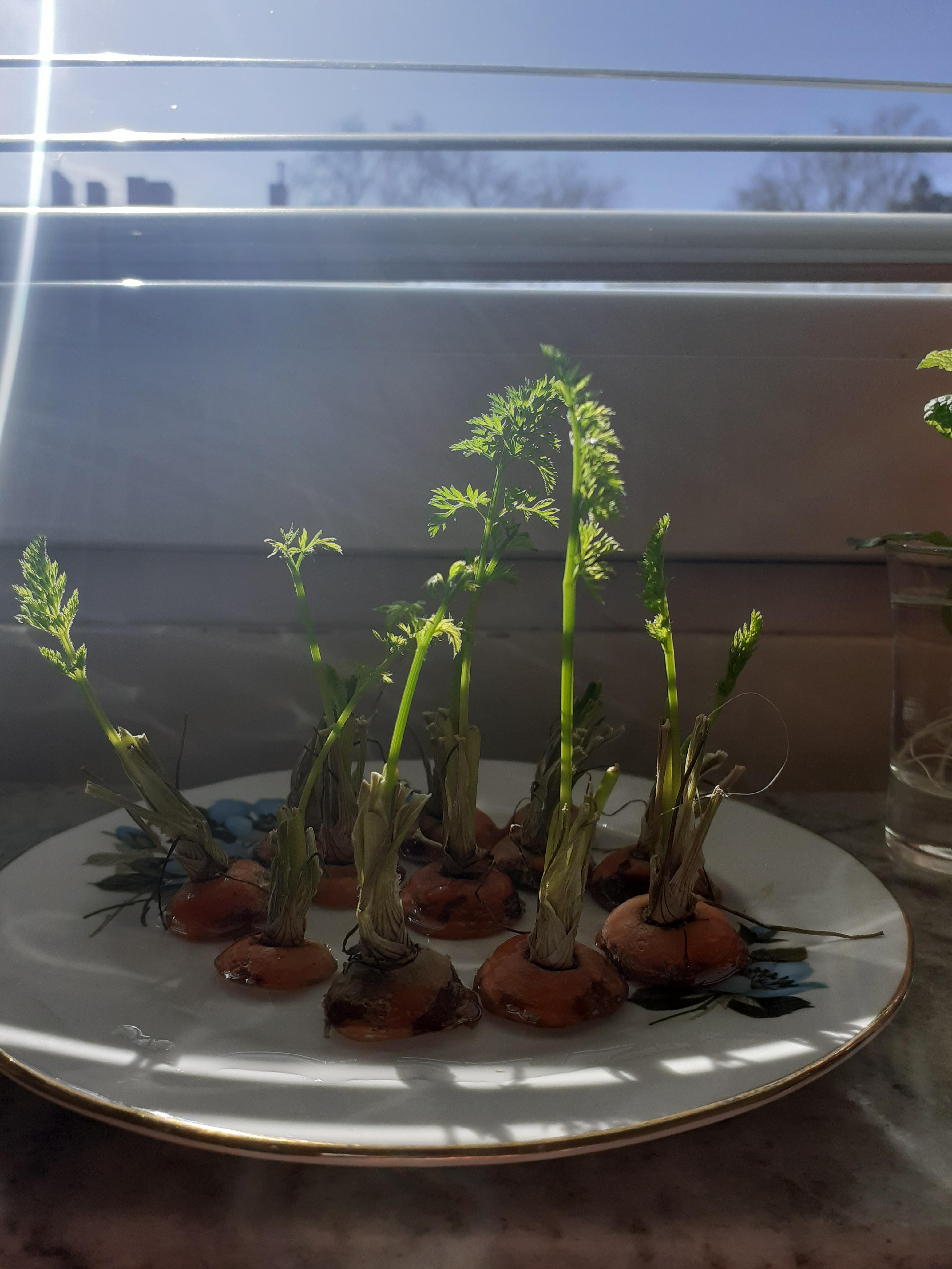 人参の葉っぱを再生させるのに初めて成功した！ 結構嬉しい。 : r