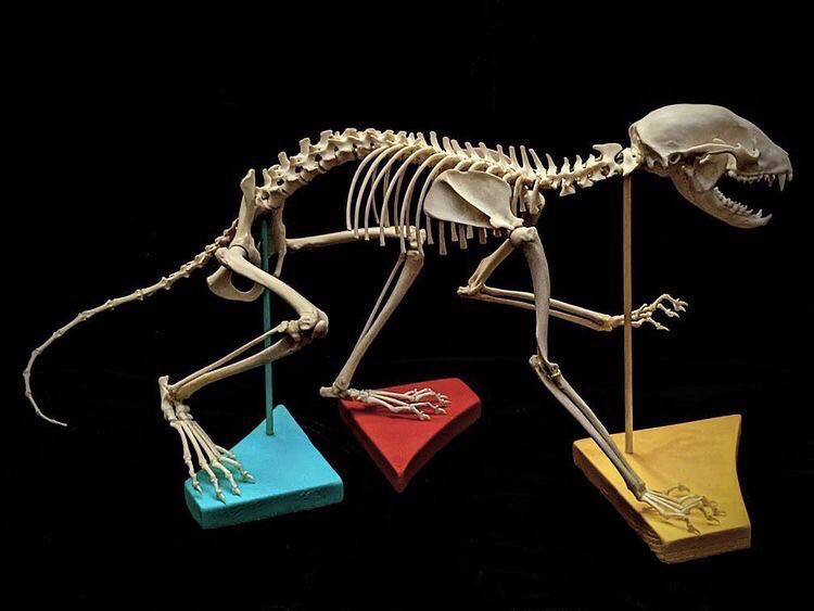 アライグマの発音、マジで自慢だよ😁 : r/bonecollecting