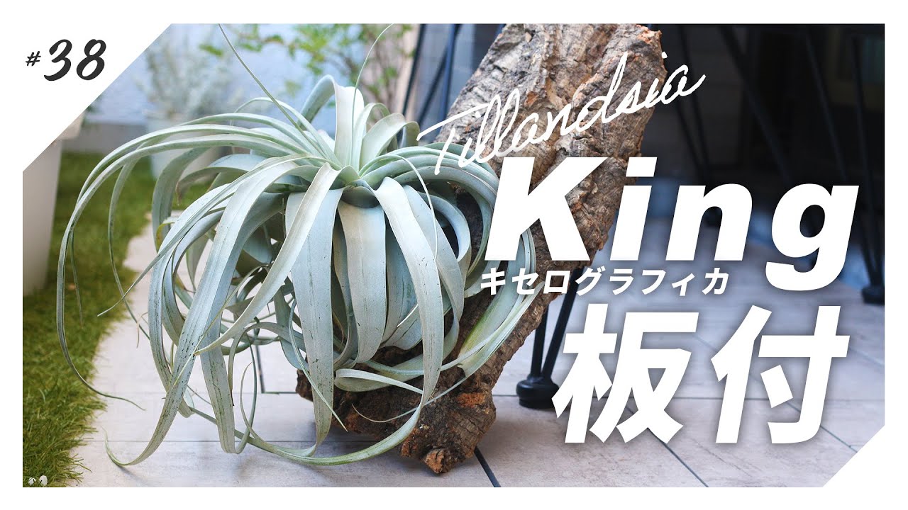 King of Tillandsia] Our pride and joy, the Xerographica, comes