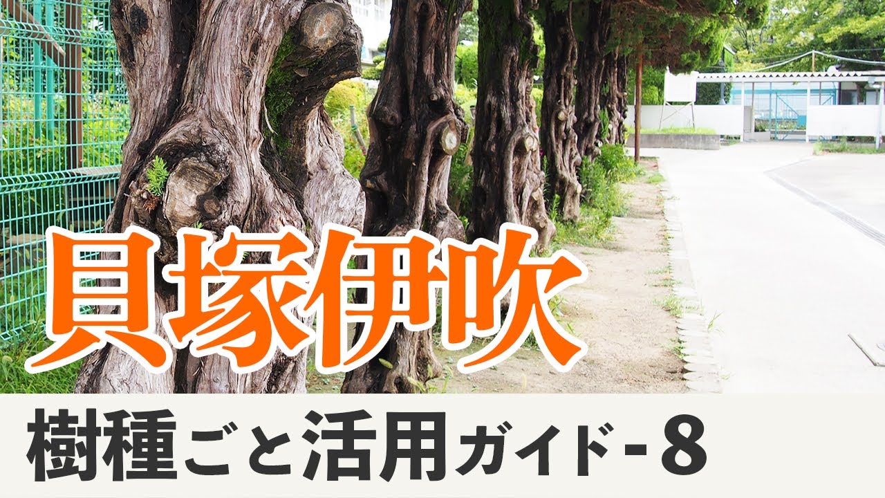 垣根の木 カイヅカイブキは実は銘木！？ 木材としての可能性とそう甘く
