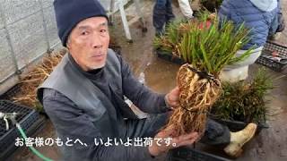 冬季限定 自家製の台木｜バラ苗の通販の篠宮バラ園