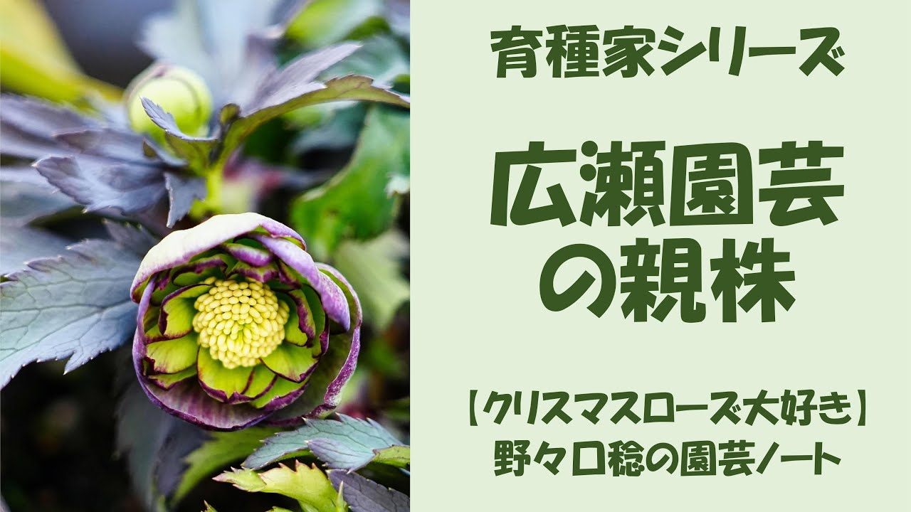 2025.1.31 広瀬園芸の親株 - YouTube