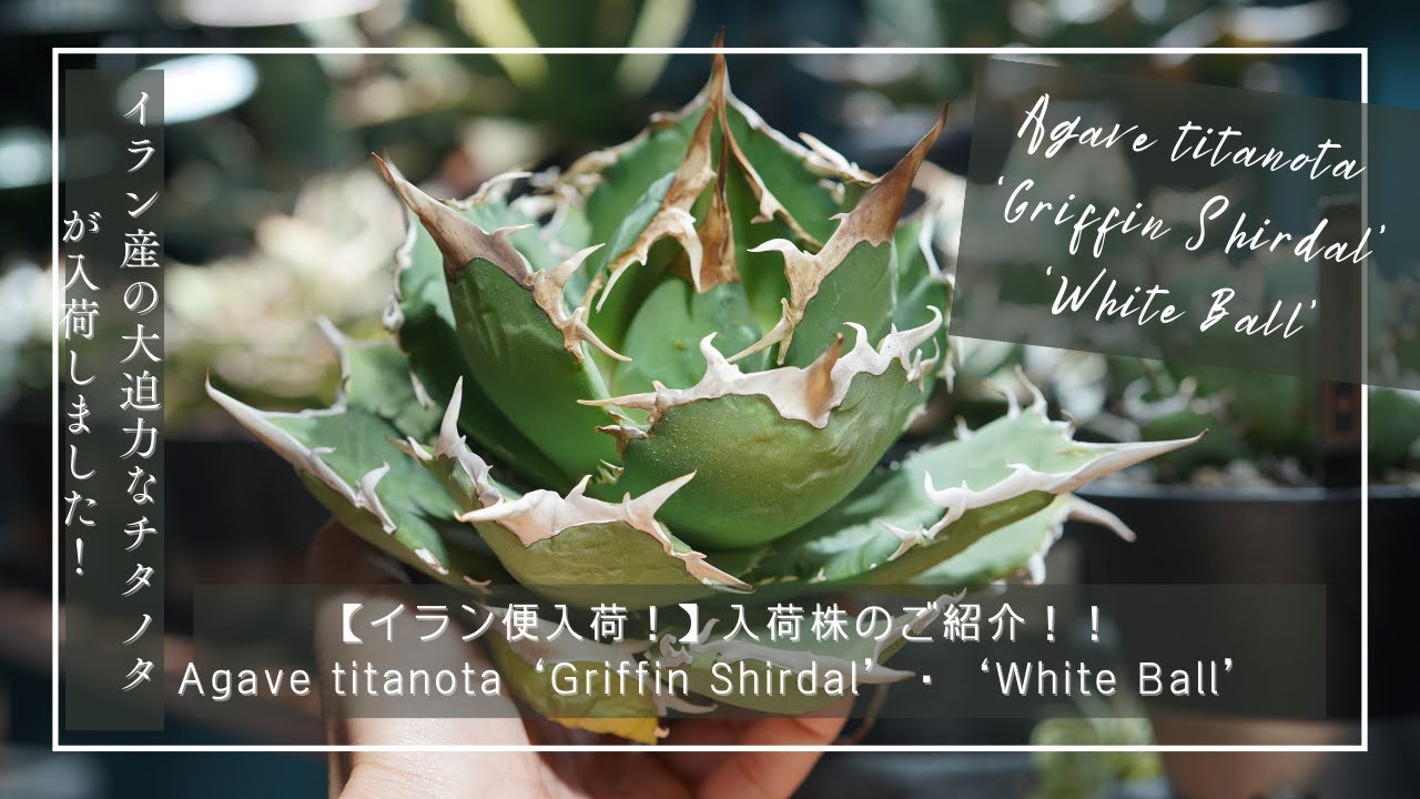イラン便入荷！】入荷株のご紹介｜Agave titanota 'Griffin Shirdal