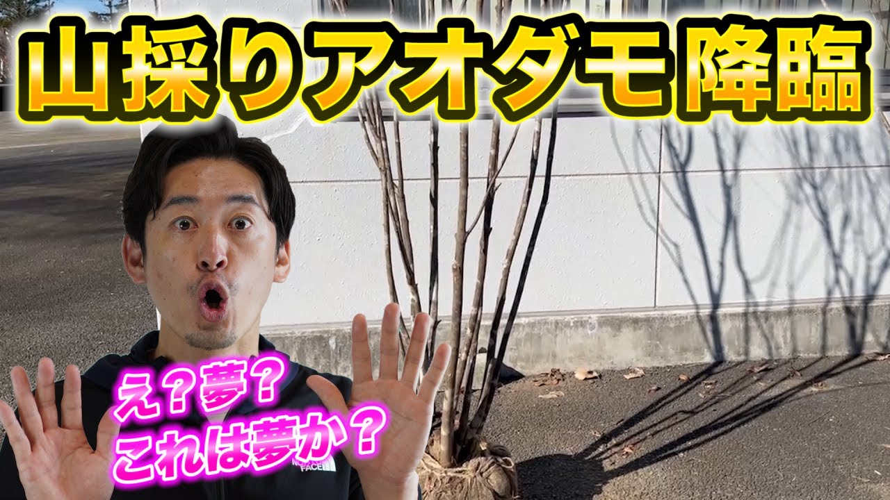 山採りアオダモ株立ち入荷】世の中から消えた？と思っていた幻の