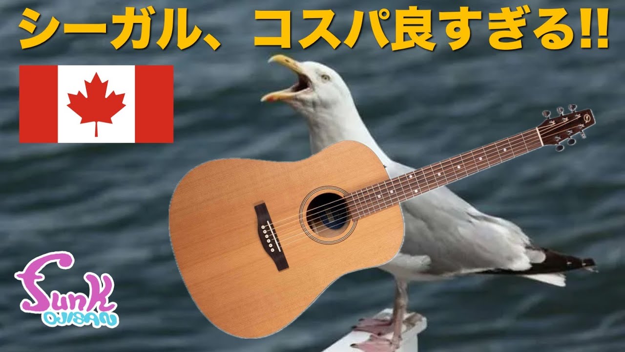 Seagull S6] The best value acoustic guitar this is it