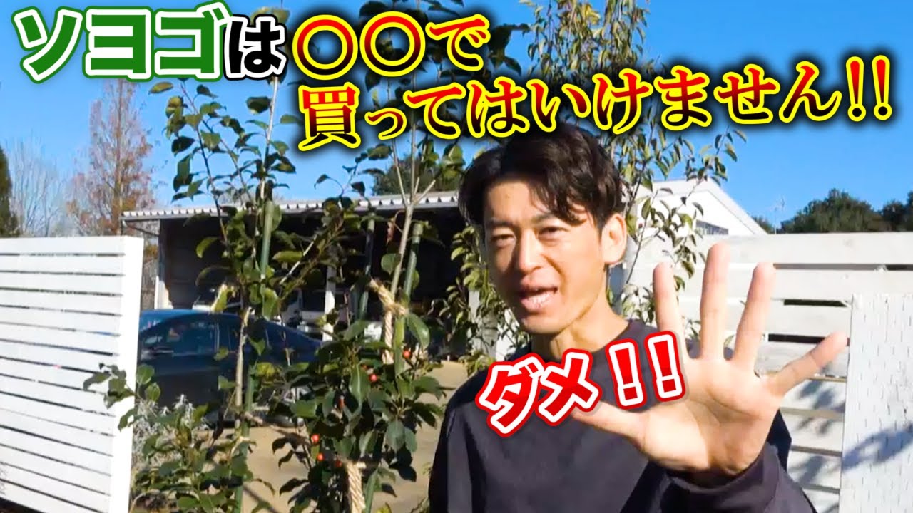 The wrong way to buy Japanese holly] For those who are wondering