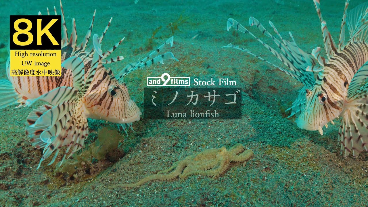 8K 水中映像】ミノカサゴ / Luna lionfish / Pterois lunulata - YouTube