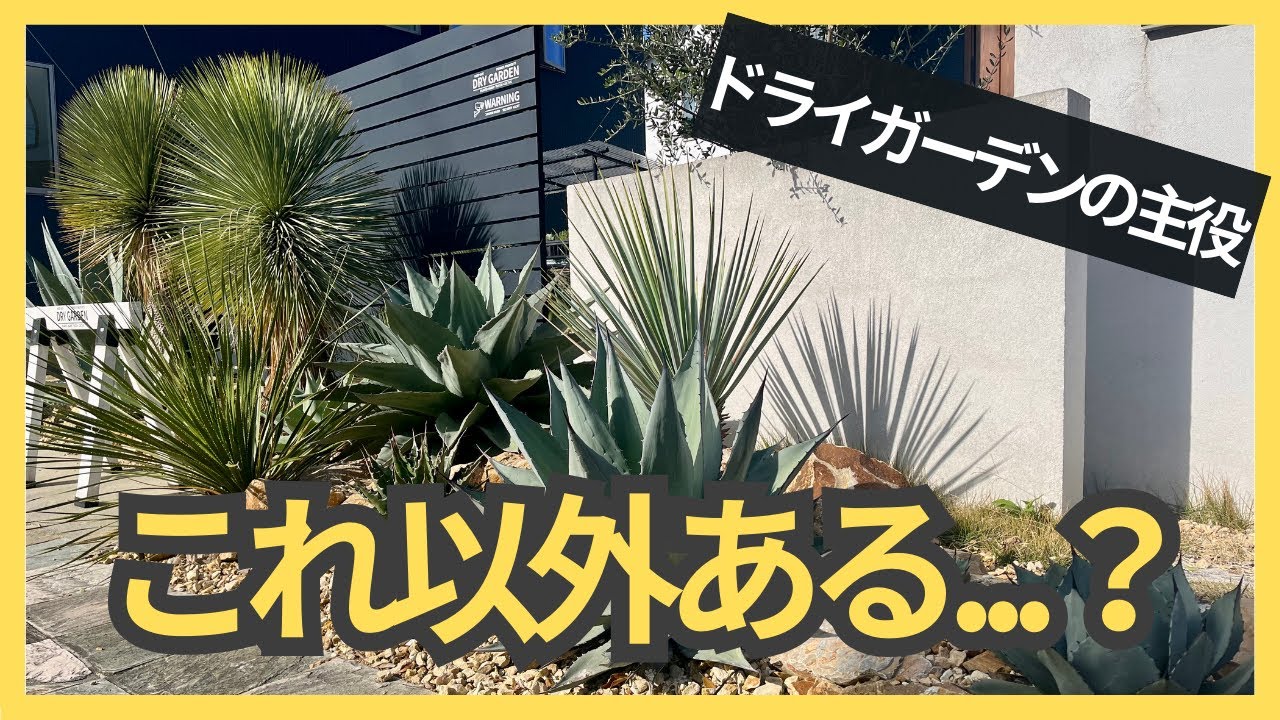 2択でしょ！】ドライガーデンのシンボルツリーで友達が悩んでたらこれ