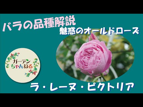 Introduction to rose varieties] La Reine Victoria [Brief