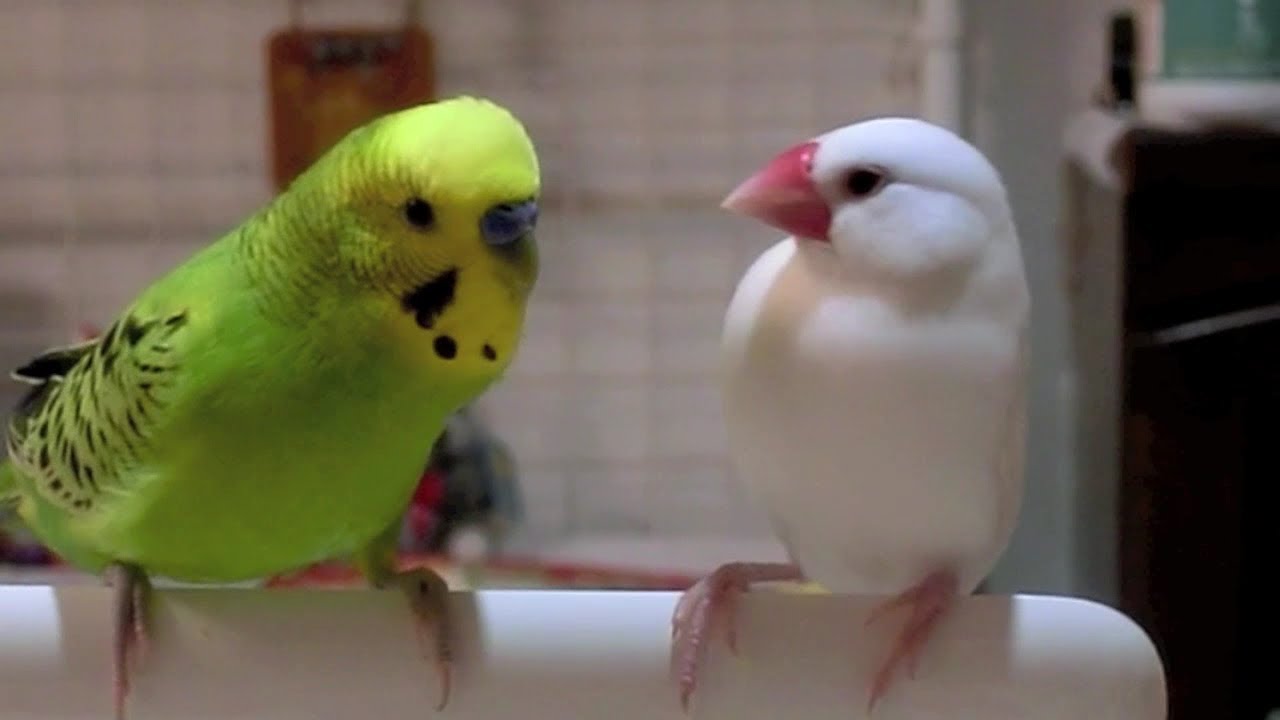 緑色の文鳥？に迫られ戸惑う白文鳥＆桜文鳥ほーちゃん 文鳥動画 - YouTube