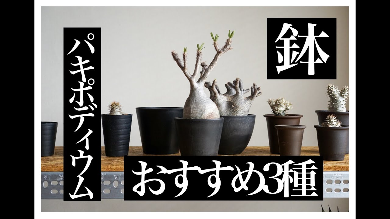 鉢】パキポディウム おすすめ鉢3種 塊根植物 コーデックス グラキリス