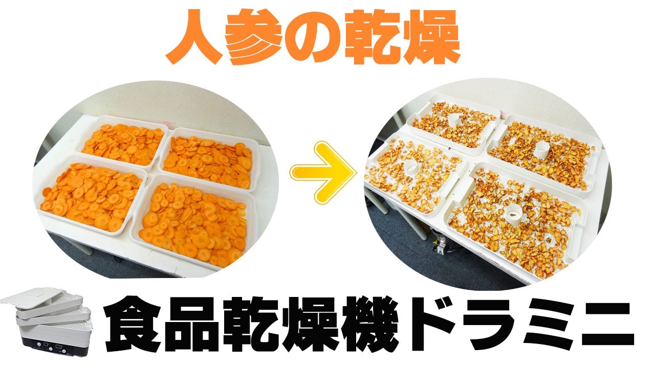乾燥人参］フードドライヤーで人参3.7kgを乾燥（ドラミニ） - YouTube