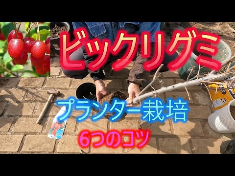 Bikkuri Gumi] 6 Tips for Growing in a Planter 26/2/7 - YouTube