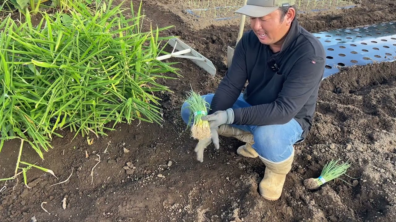 玉ねぎ苗の選び方【玉ねぎ栽培】早生と晩生で植え付け時期は違う育て方