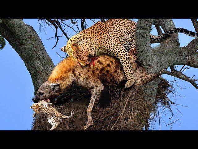 sddefault.jpg?v=66a06a1e