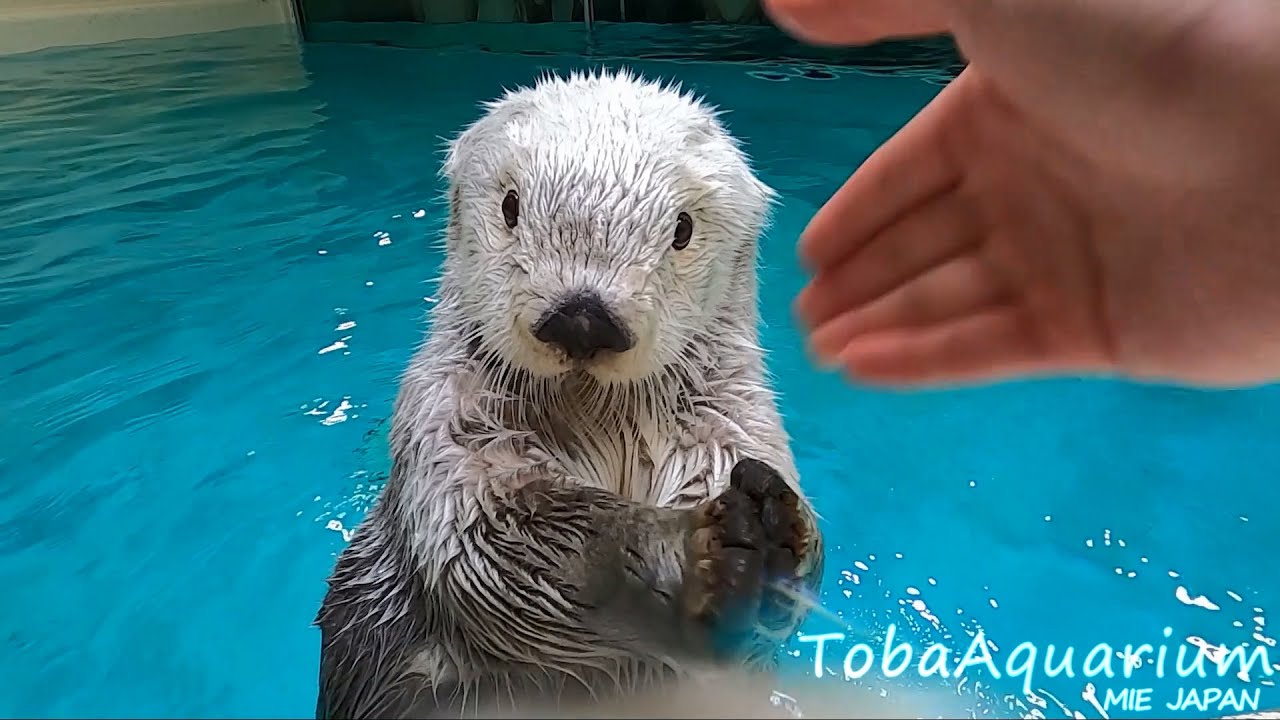 鳥羽水族館》 ラッコのメイちゃんの可愛いとこどり - YouTube