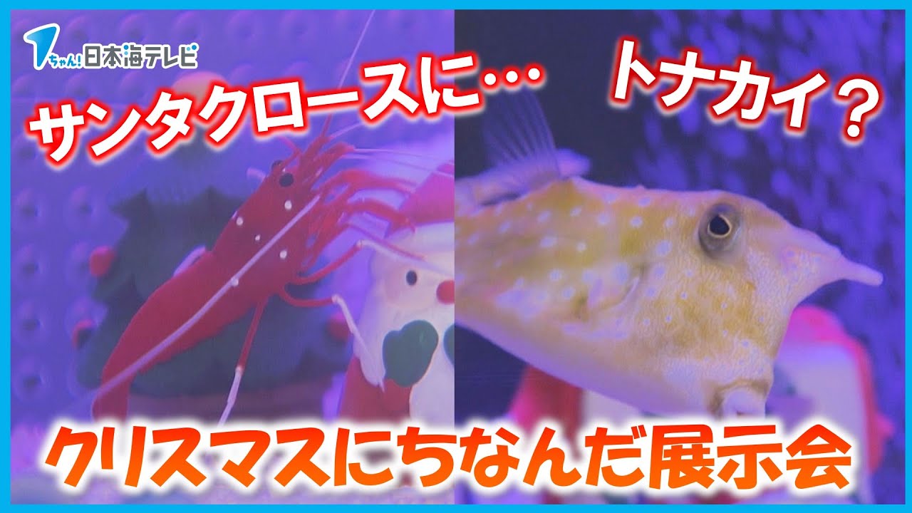 もうすぐクリスマス】「サンタエビ」に「トナカイフグ」 クリスマスに