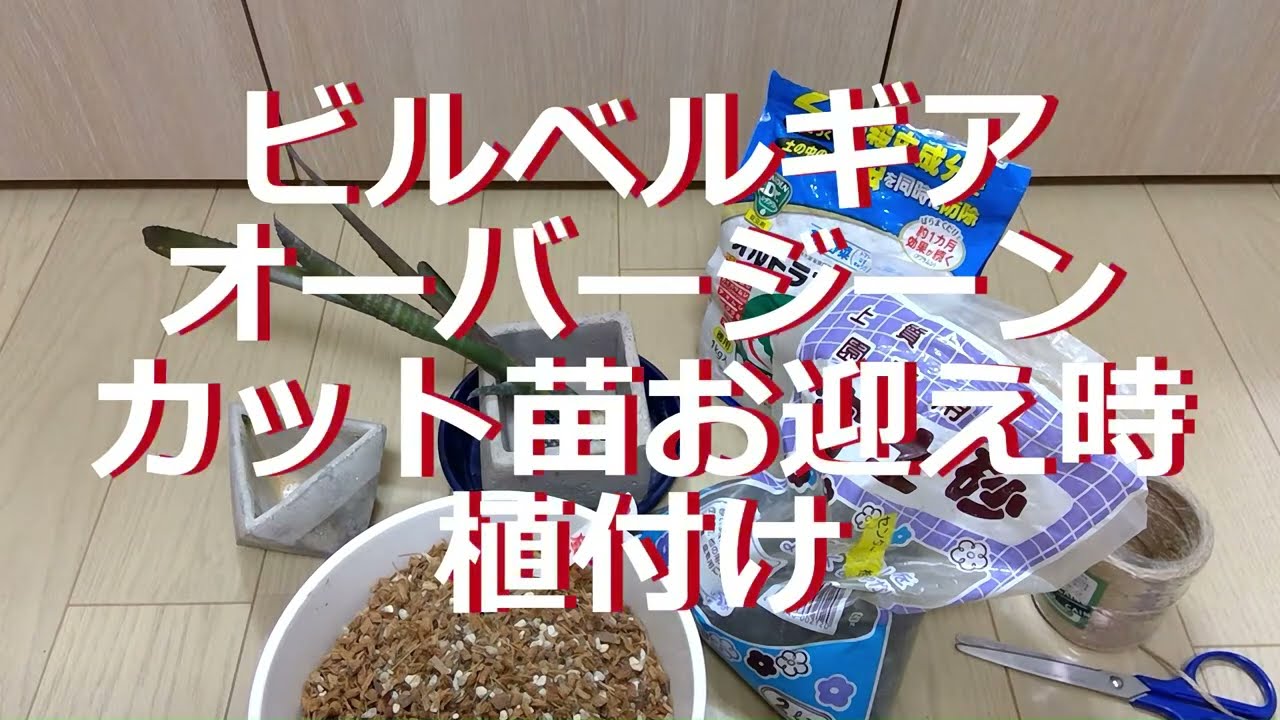 根のついたタンクブロメリアカット苗の植付(ビルベルギアオーバー