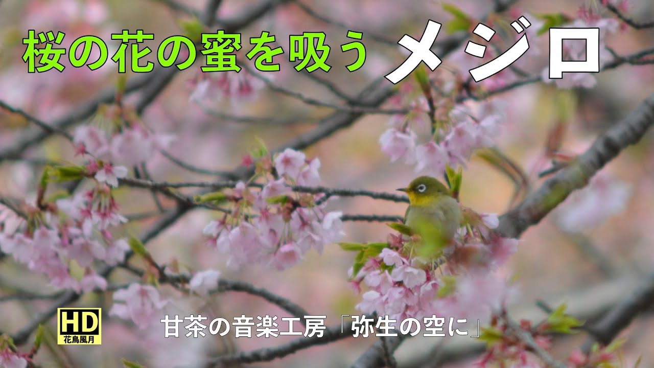 鳥】桜の花の蜜を吸うメジロ - YouTube
