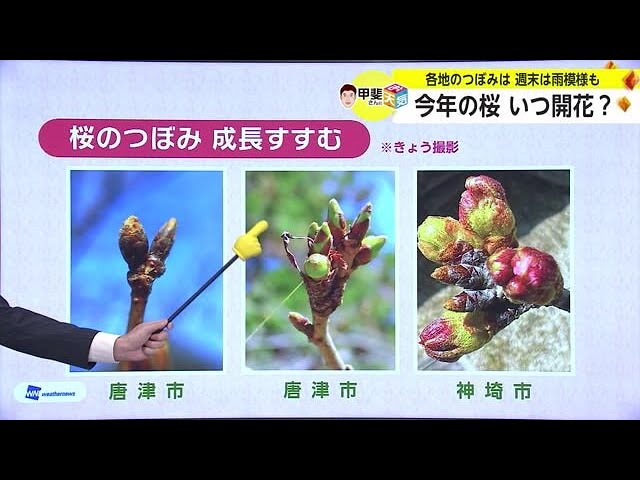 今年の桜の開花はいつ？”標本木”のつぼみはいま…お天気箱【佐賀県