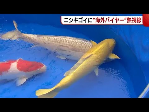 1億円でも購入!? 泳ぐ宝石“ニシキゴイ”に海外バイヤー熱視線！入国