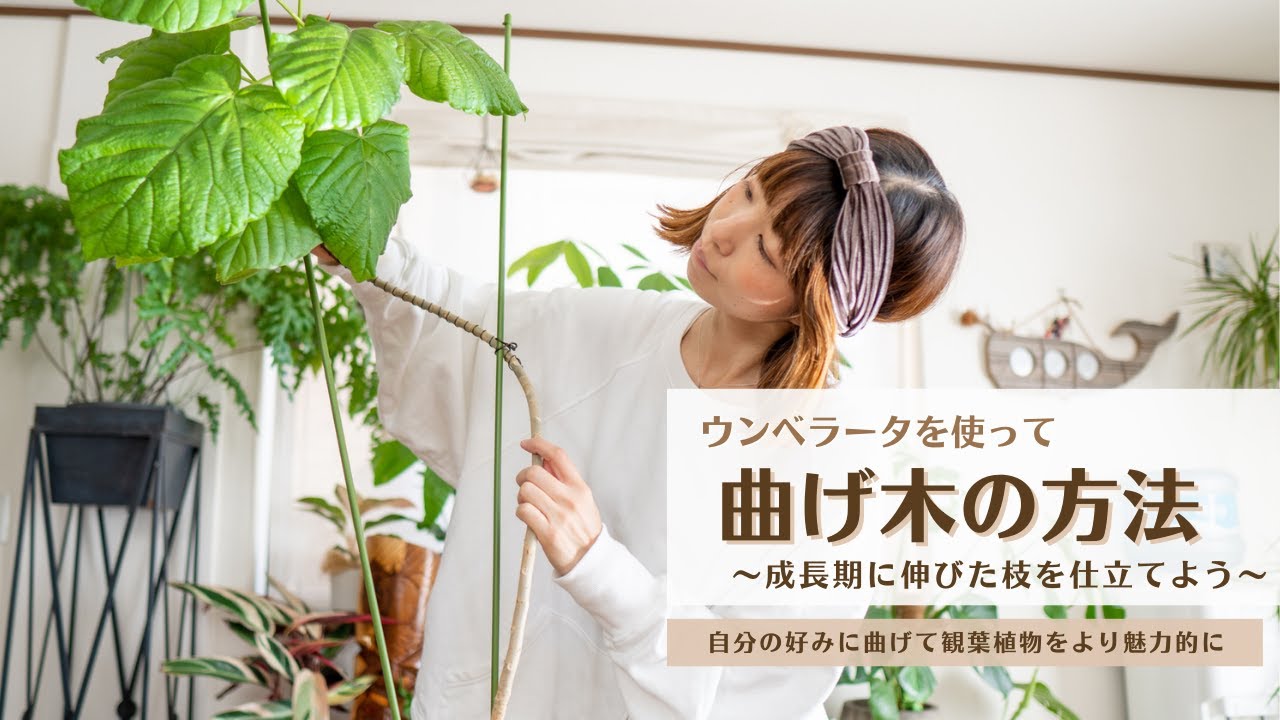 Bent Umbellata Tree] Make your houseplants even more attractive by