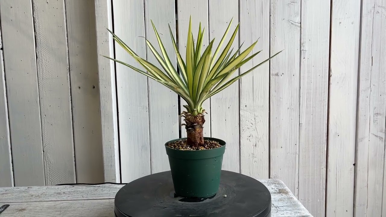 ユッカ アロイフォリア（中斑） | hanayoshi-botanical