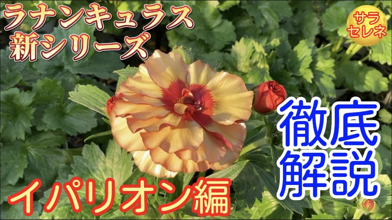 サラセレネ イパリオン徹底解説【ラナンキュラスランドセル