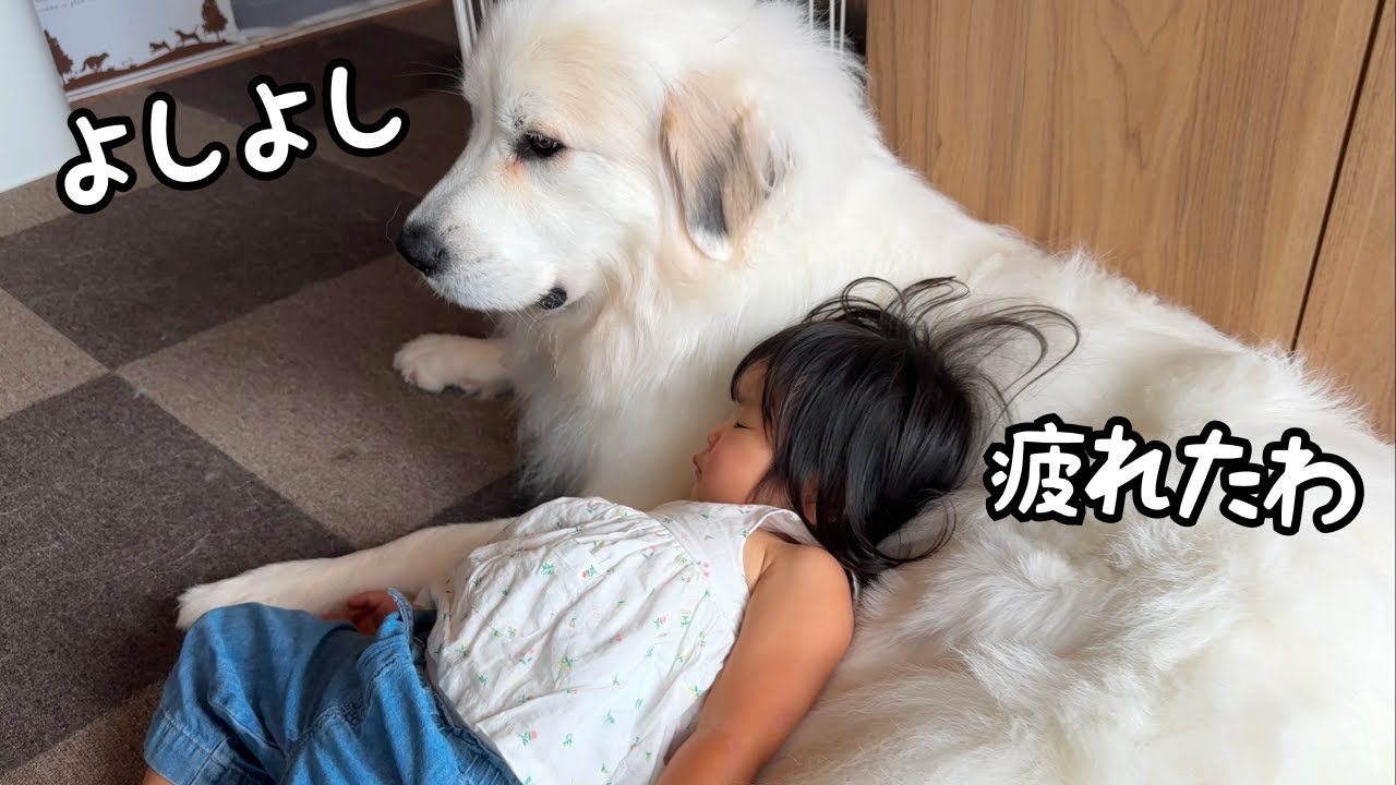 癒し】たくさん遊んで疲れた後は超大型犬の上でリラックスし始める2