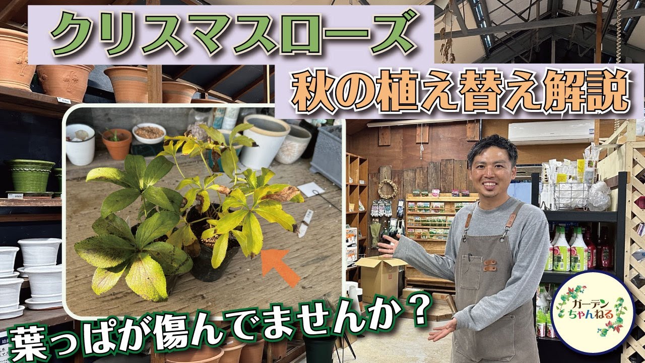 How to repot your Christmas rose to save it from summer fatigue