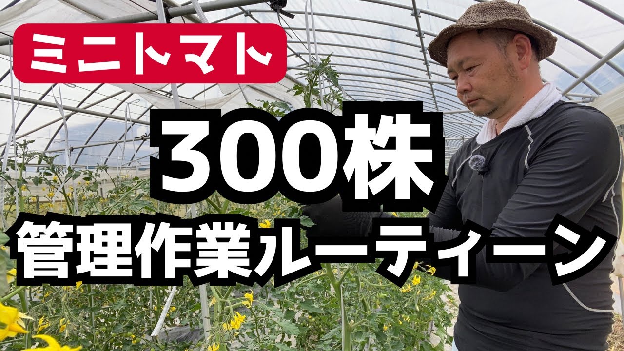 300 cherry tomato plants] What's going on inside a farmer's head
