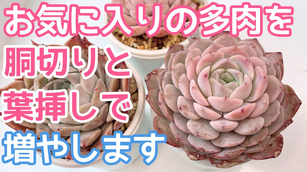 vlog173】【多肉植物】好きな多肉を胴切りと葉挿しで増やします