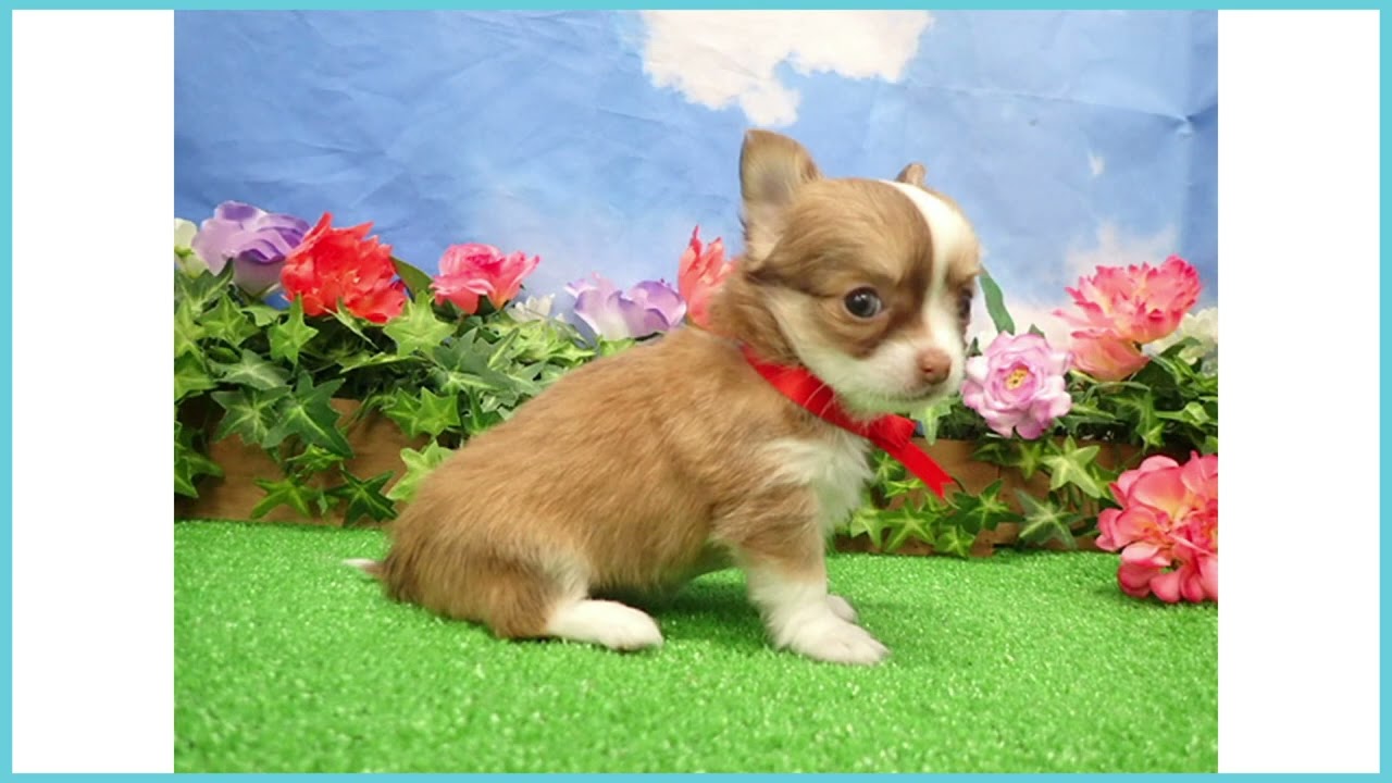 Coo&RIKU No.00747178 チワワ（ロングコート） - YouTube