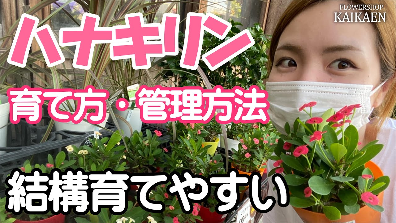 多肉植物】花麒麟🦒 冬のお世話＃ハナキリン＃多肉植物 - YouTube