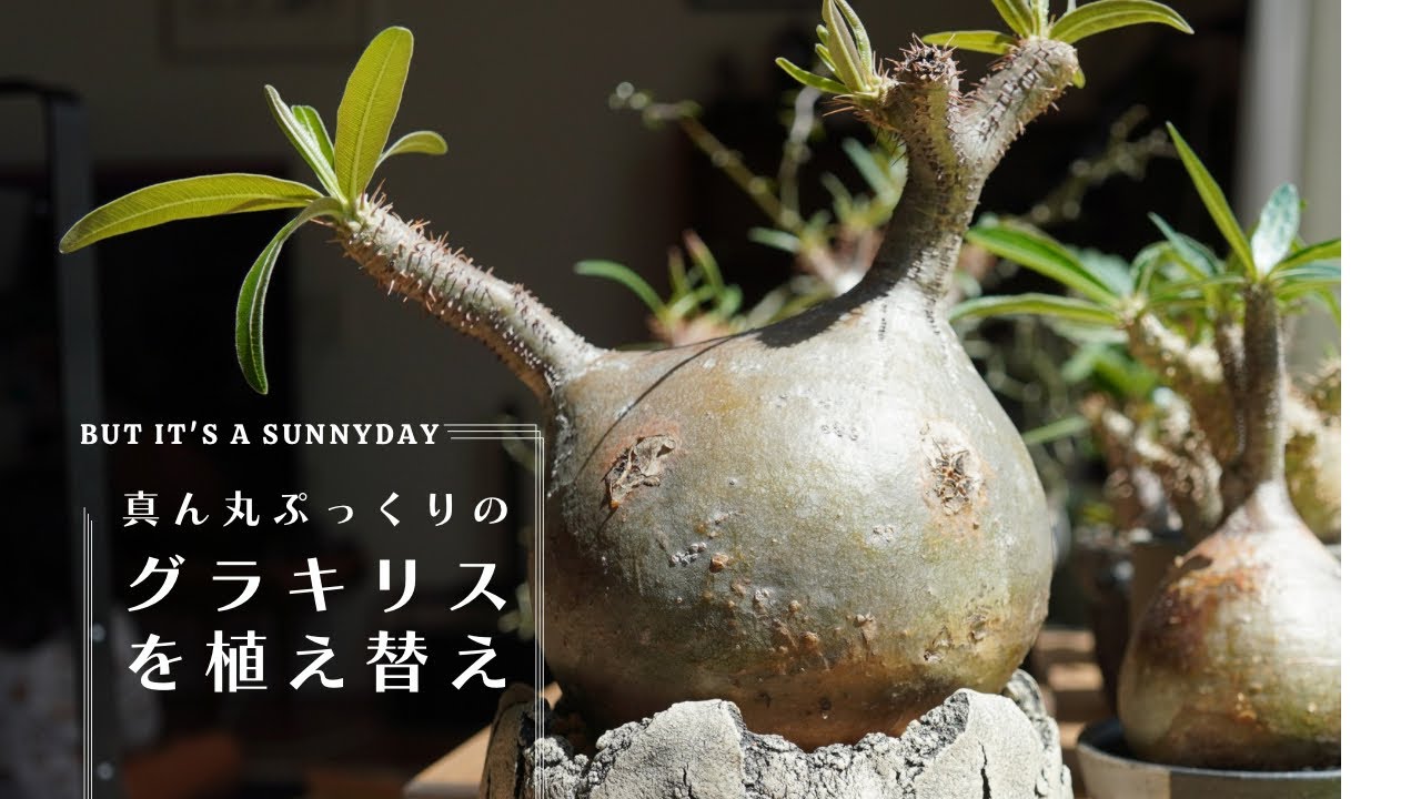 グラキリスを植え替えする休日】鶴仙園でも人気の陶芸家セキグチ